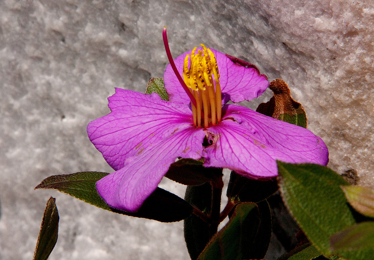 Dissotis swynnertonii