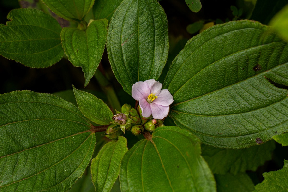 Tristemma mauritianum var. mauritianum
