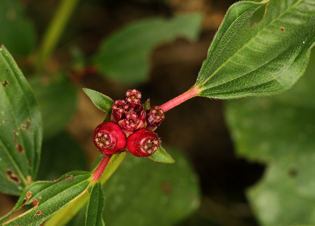 Tristemma mauritianum var. mauritianum