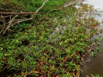 Ludwigia adscendens subsp. diffusa