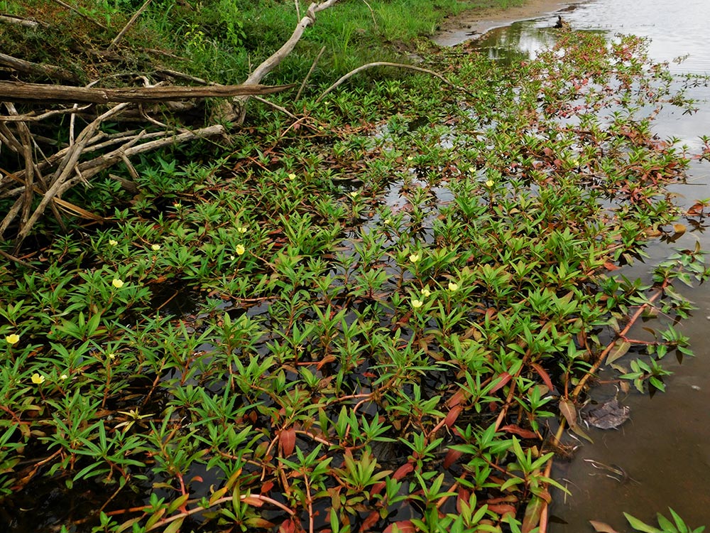 Ludwigia adscendens subsp. diffusa
