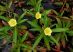 Ludwigia adscendens subsp. diffusa