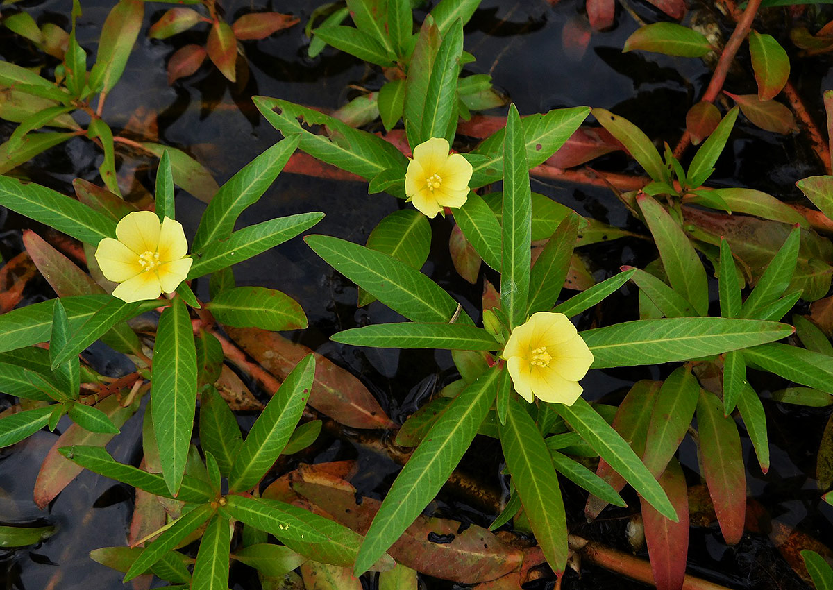Ludwigia adscendens subsp. diffusa