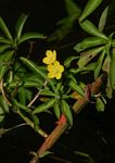 Ludwigia leptocarpa