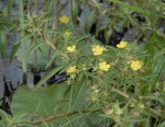 Ludwigia leptocarpa