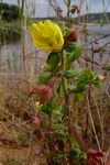 Ludwigia octovalvis subsp. sessiliflora