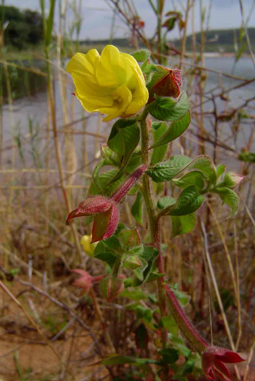 Ludwigia octovalvis subsp. sessiliflora