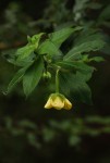 Ludwigia octovalvis subsp. sessiliflora