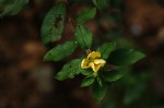 Ludwigia octovalvis subsp. sessiliflora
