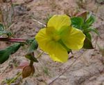 Ludwigia octovalvis subsp. sessiliflora