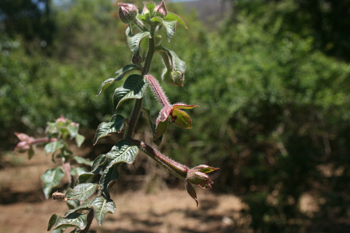 Ludwigia octovalvis subsp. sessiliflora