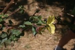 Ludwigia octovalvis subsp. sessiliflora