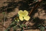 Ludwigia octovalvis subsp. sessiliflora