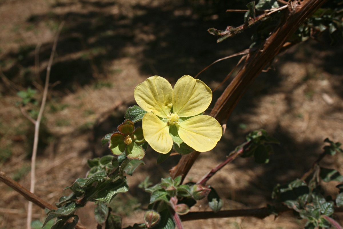 Ludwigia octovalvis subsp. sessiliflora