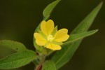 Ludwigia octovalvis subsp. brevisepala