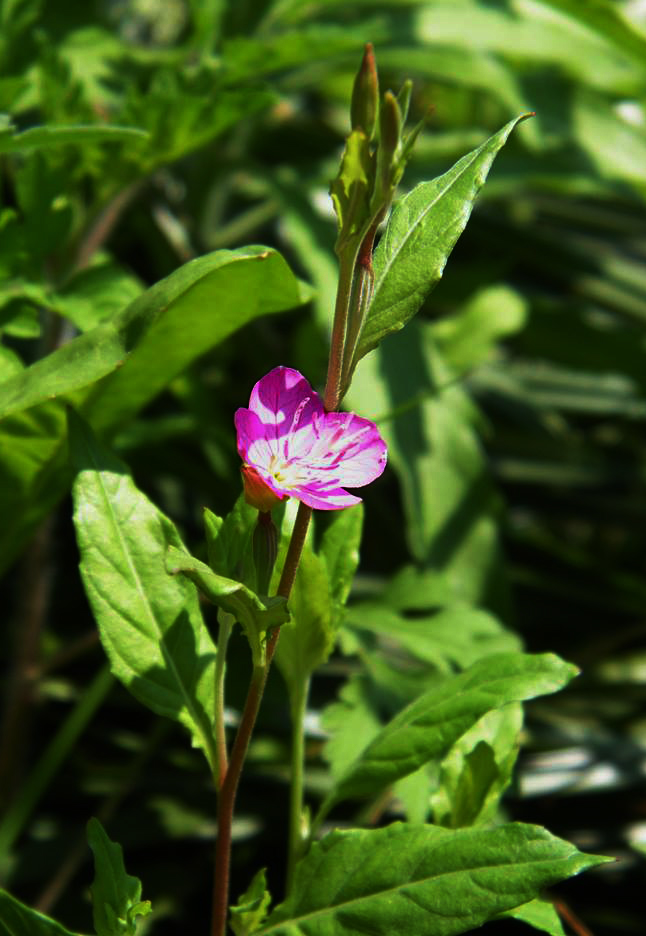 Oenothera rosea