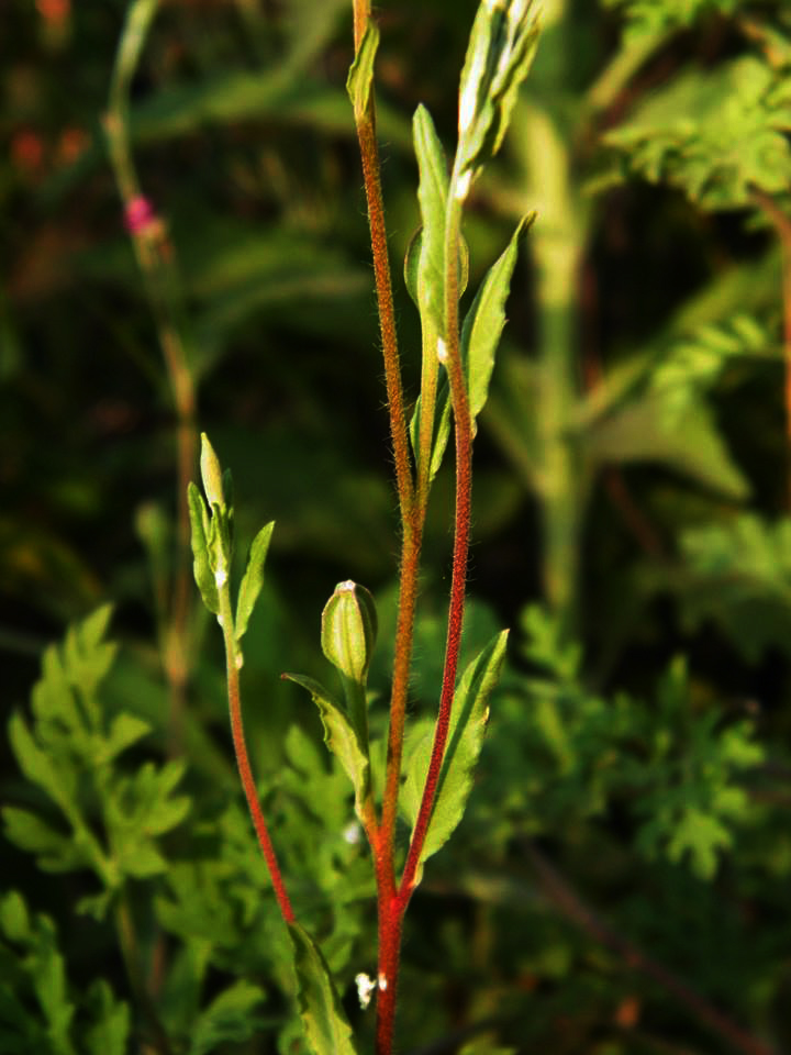 Oenothera rosea