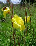 Oenothera stricta