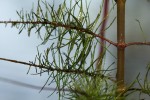 Trapa natans var. bispinosa