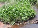 Gunnera perpensa