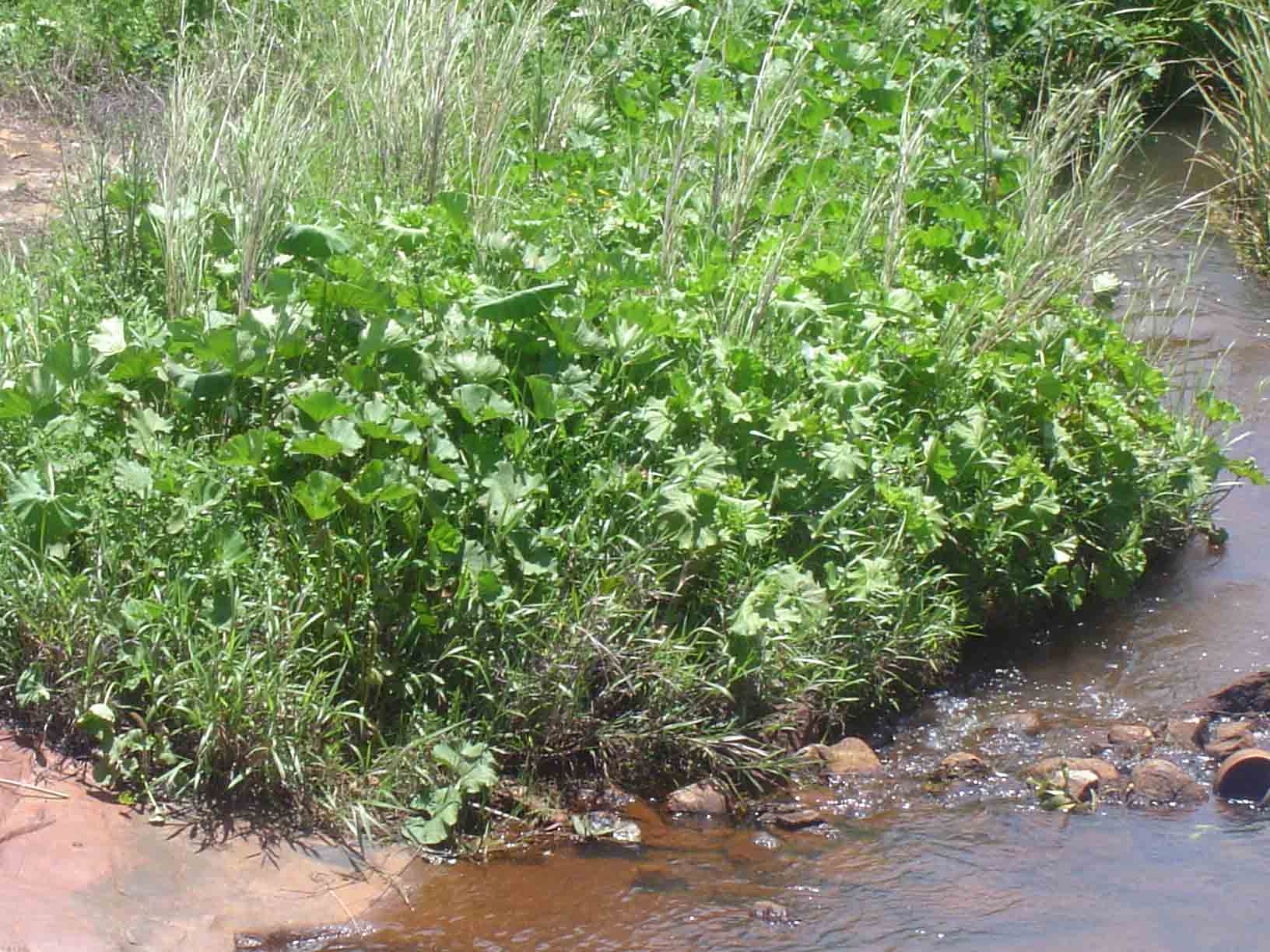 Gunnera perpensa
