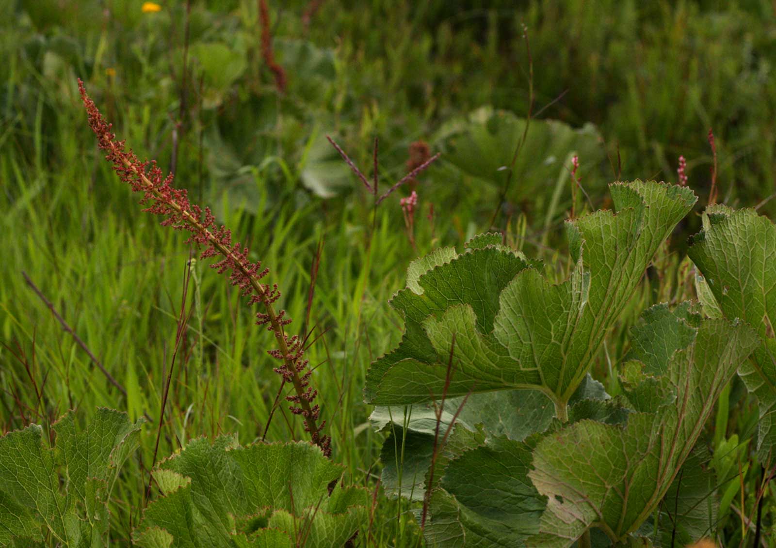 Gunnera perpensa