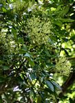 Neocussonia umbellifera
