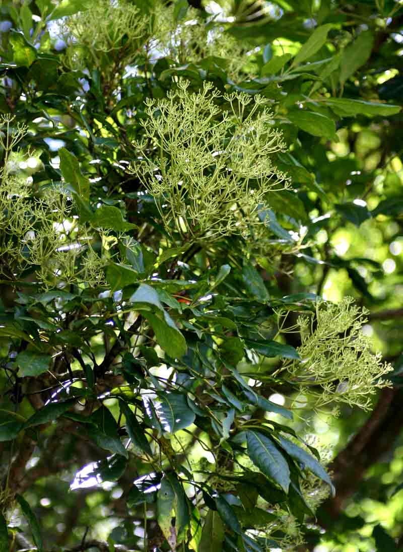 Neocussonia umbellifera