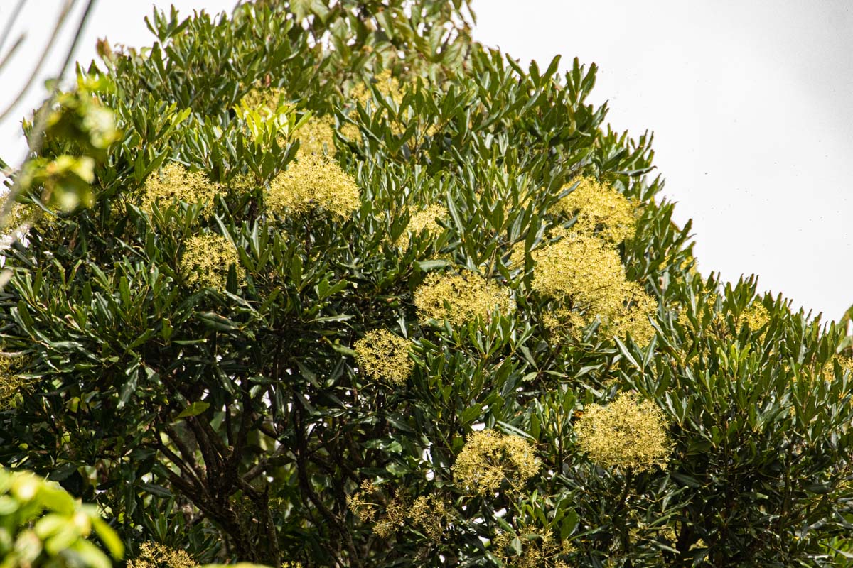 Neocussonia umbellifera