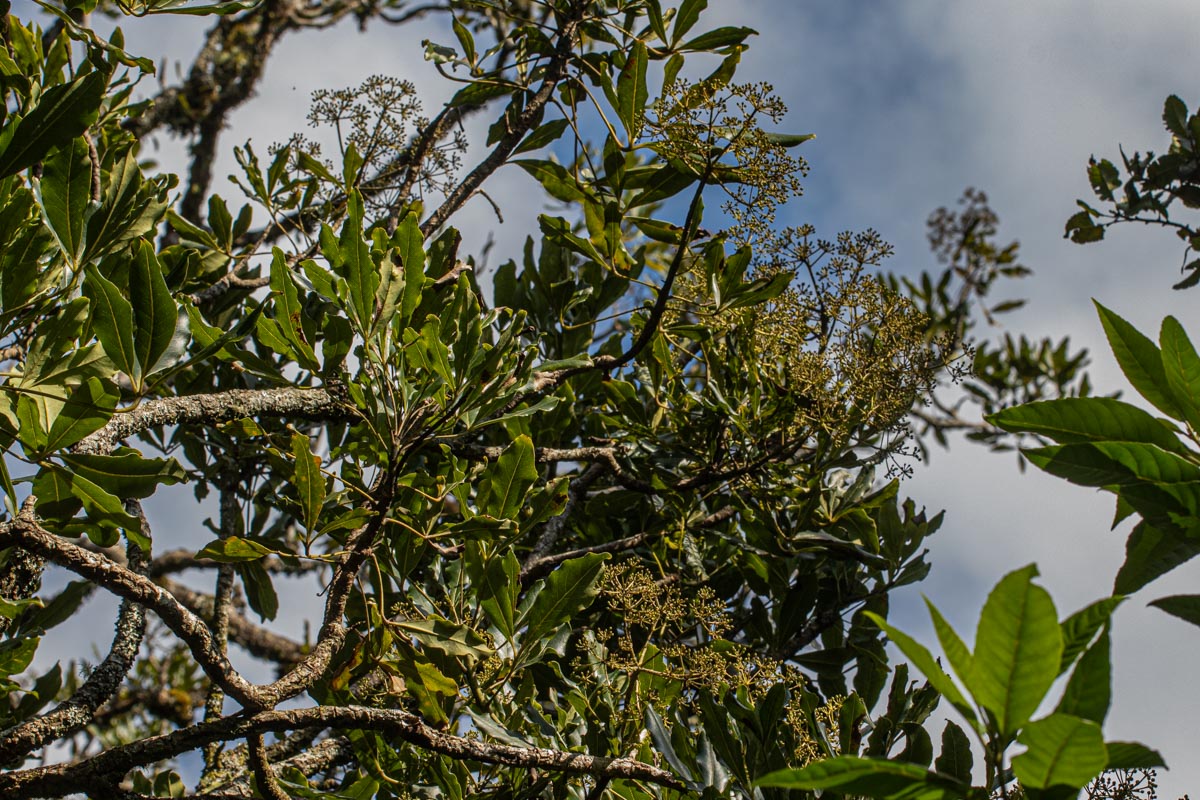 Neocussonia umbellifera