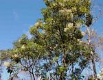 Neocussonia umbellifera