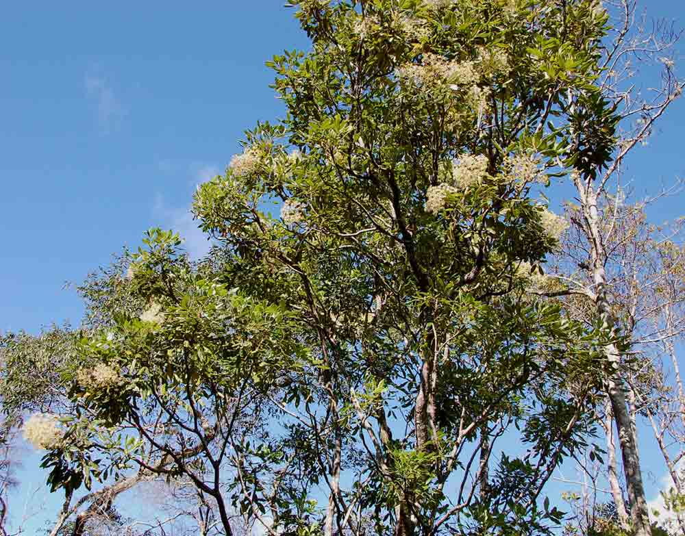 Neocussonia umbellifera