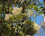 Neocussonia umbellifera