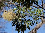 Neocussonia umbellifera