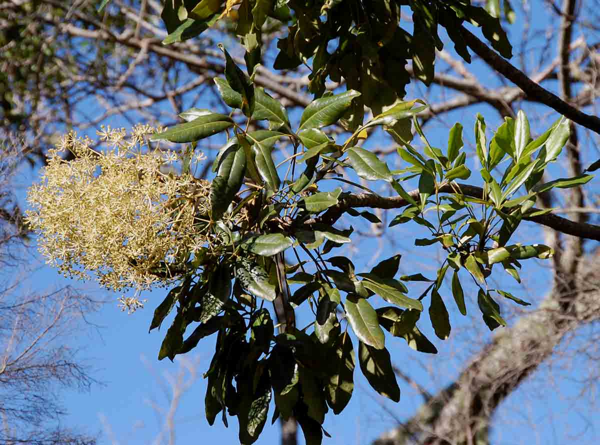 Neocussonia umbellifera