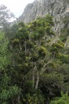 Neocussonia umbellifera