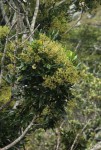 Neocussonia umbellifera