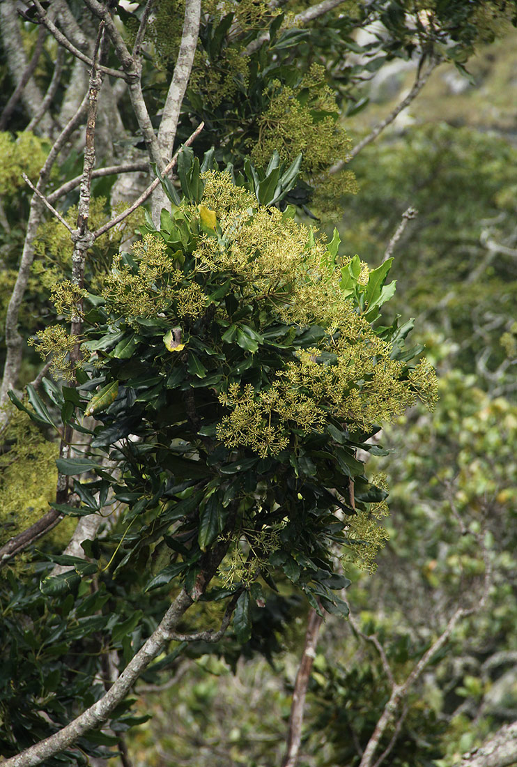 Neocussonia umbellifera