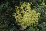 Neocussonia umbellifera