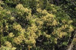 Neocussonia umbellifera