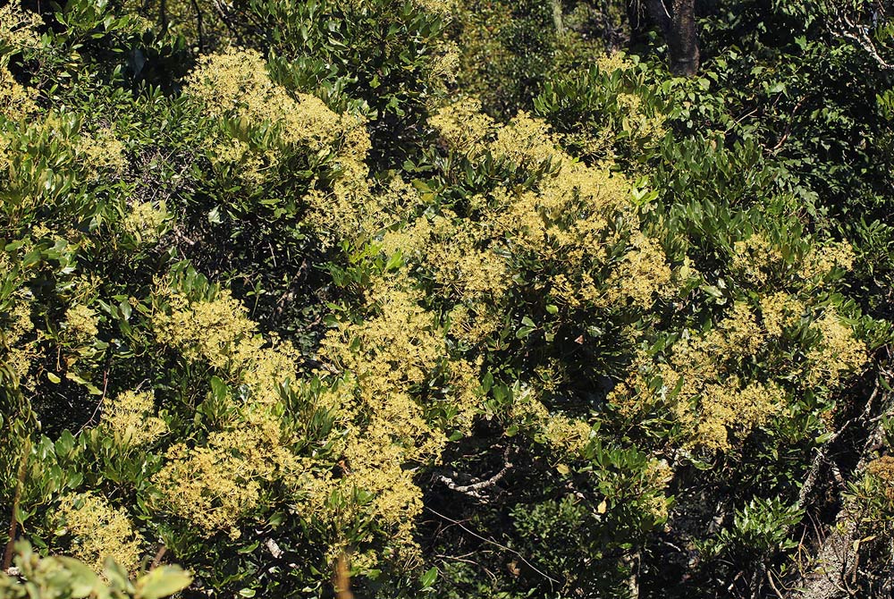 Neocussonia umbellifera