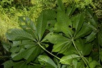Cussonia arborea