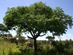 Cussonia arborea