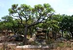 Cussonia arborea