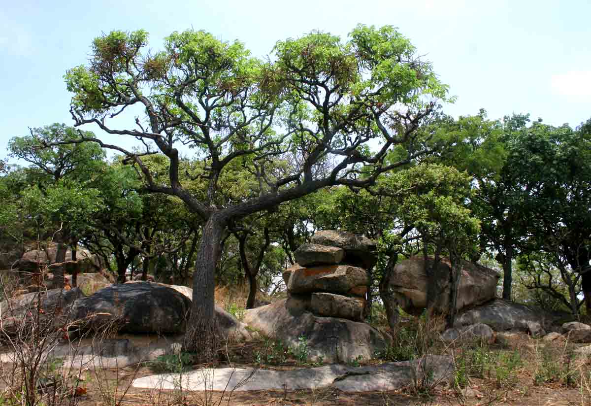Cussonia arborea