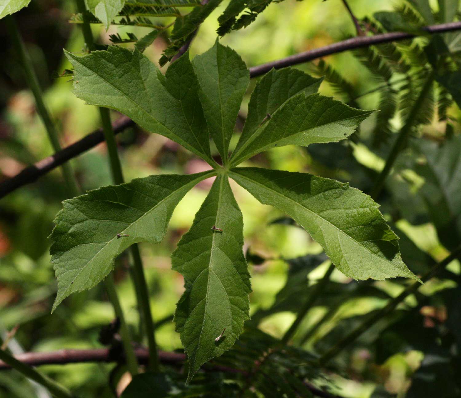 Cussonia arborea