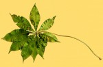Cussonia arborea