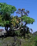 Cussonia spicata