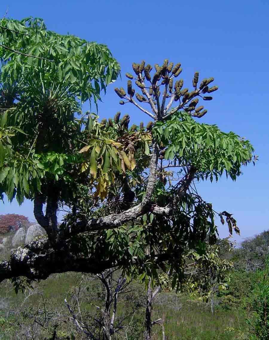 Cussonia spicata