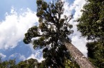 Cussonia spicata